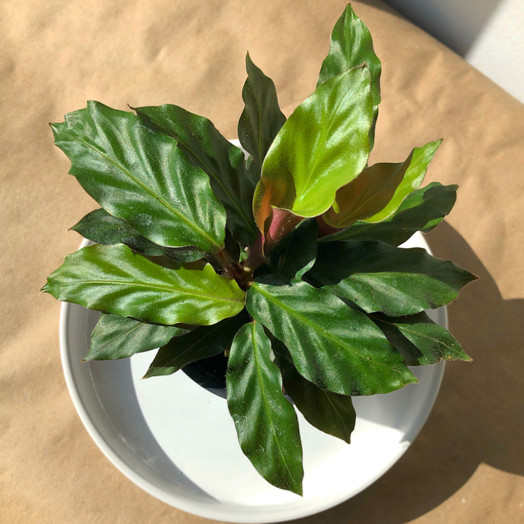 An array of gorgeous calatheas and ctenanthes. Part of the Marantaceae (prayer plant) family, these plants have striking leaves, often with bold patterns and maroon undersides.  Ctenanthe burle-marxii Calathea roseopicta 'Dottie' Calathea roseopicta 'Green Goddess' Calathea rufibarba Calathea concinna 'Freddie'