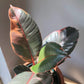 6" Ruby Red Rubber Plant (variegated)
