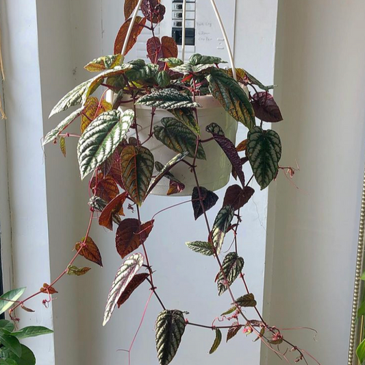 Cissus discolor hanging basket. Rex begonia vine.