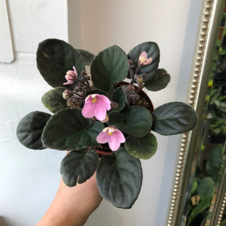 4 African Violet In Bloom Flower Shop   18cc7042 0a62 43d2 Aaa4 623a9e7789bc 