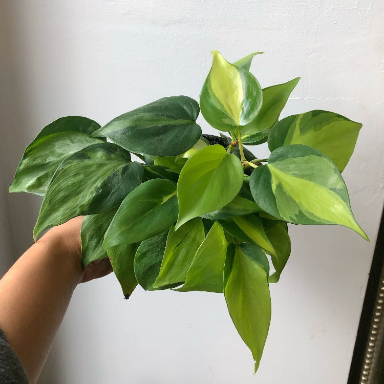 3.5”/4”/6”/8” Philodendron hederaceum 'Brasil'