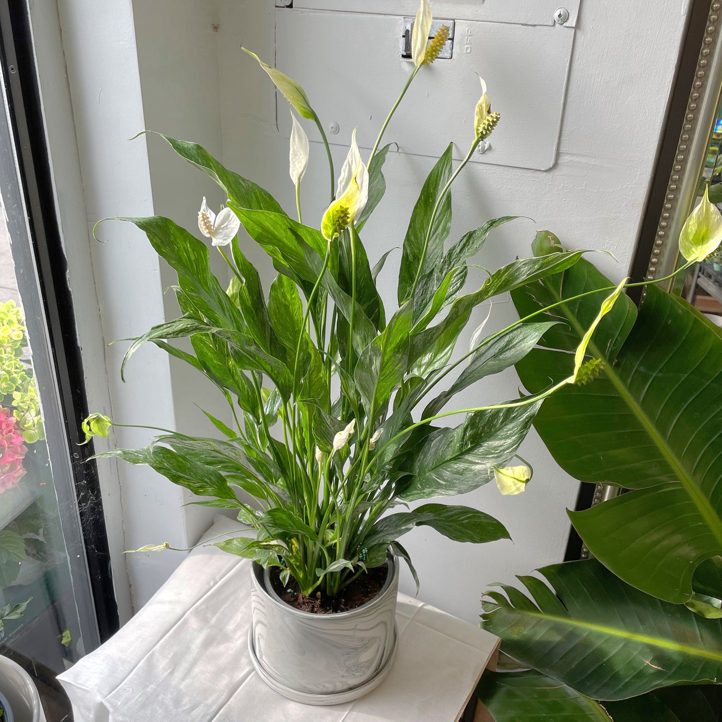 6” Variegated Peace Lily