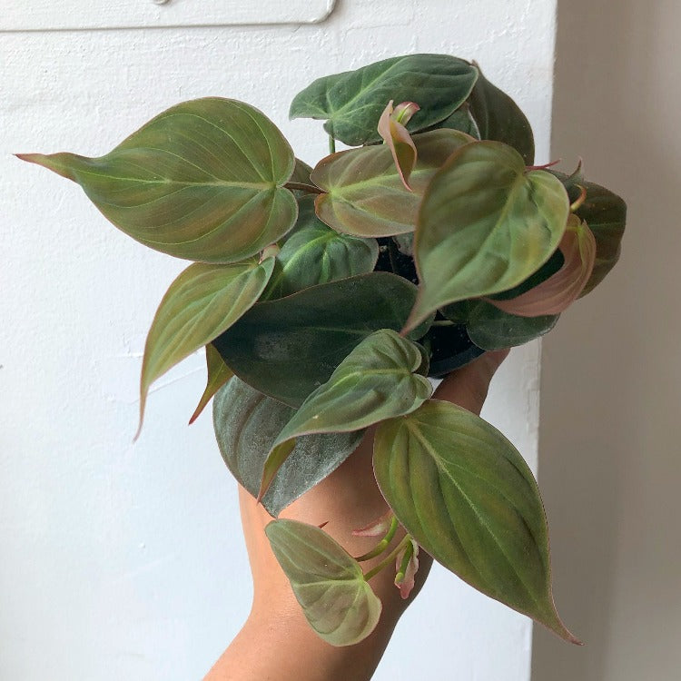 3.5" Philodendron Micans