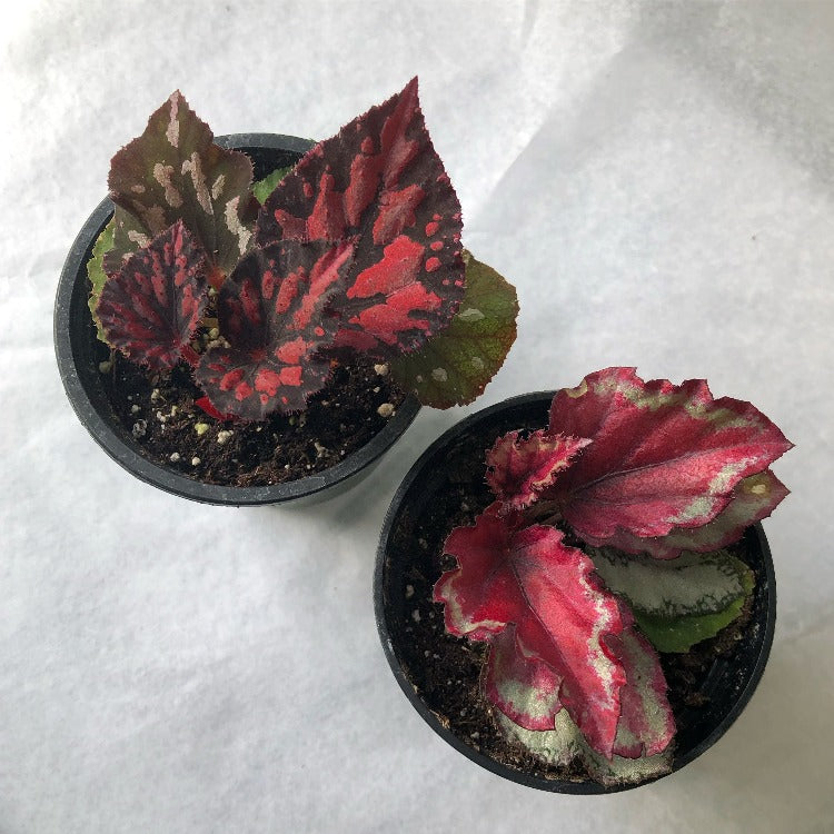 3.5" Rex Begonia