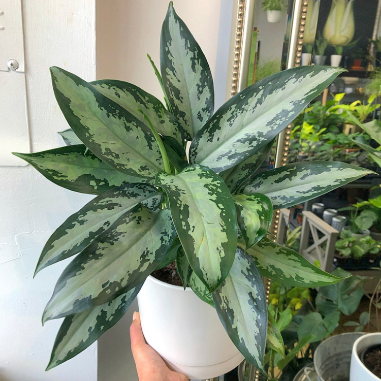 6" Aglaonema 'Jubilee'