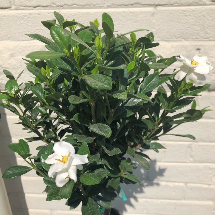 6" Gardenia Tree