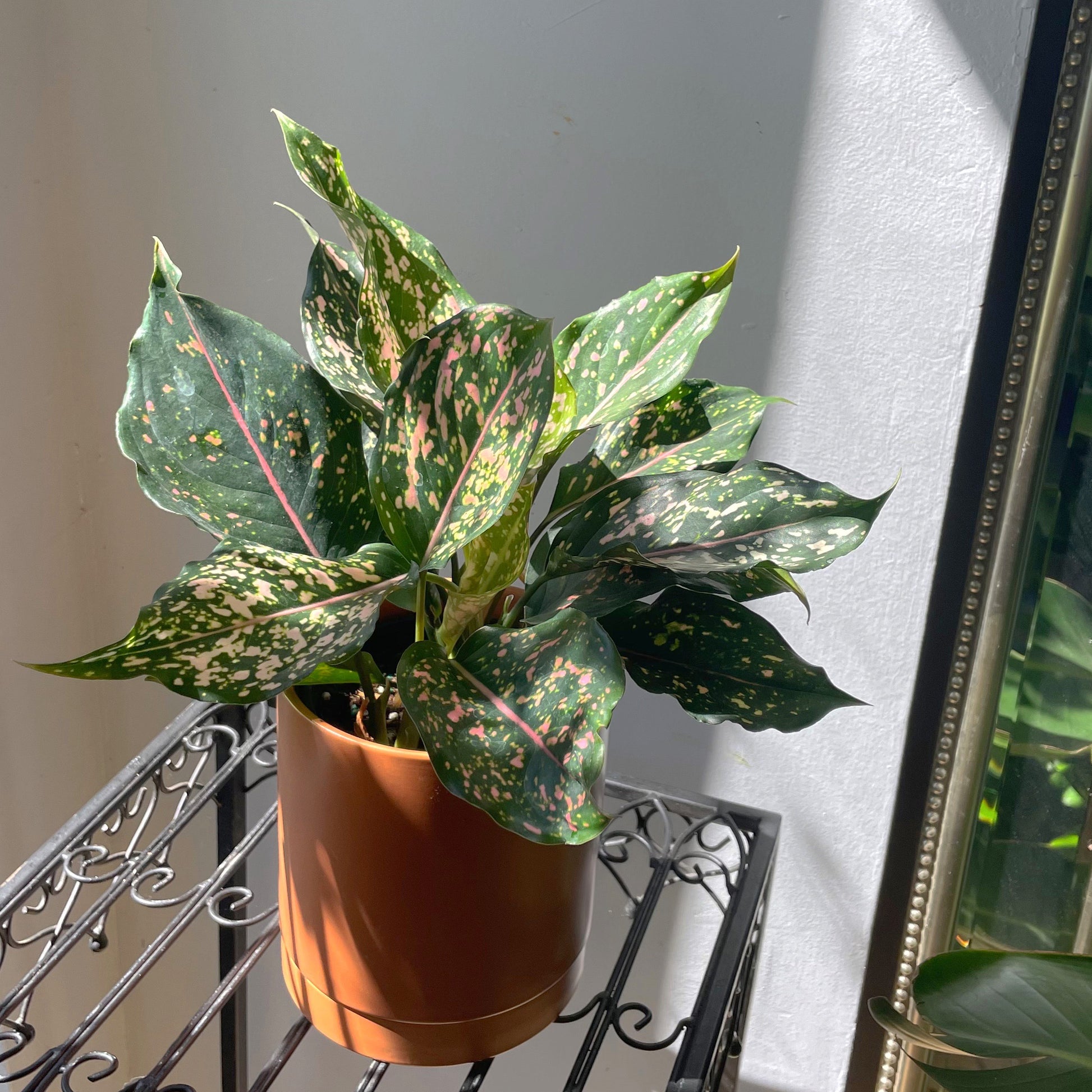 aglaonema dalmation 5" Aglaonema 'Pink Dalmation' (Chinese evergreen) – In Bloom Flower Shop