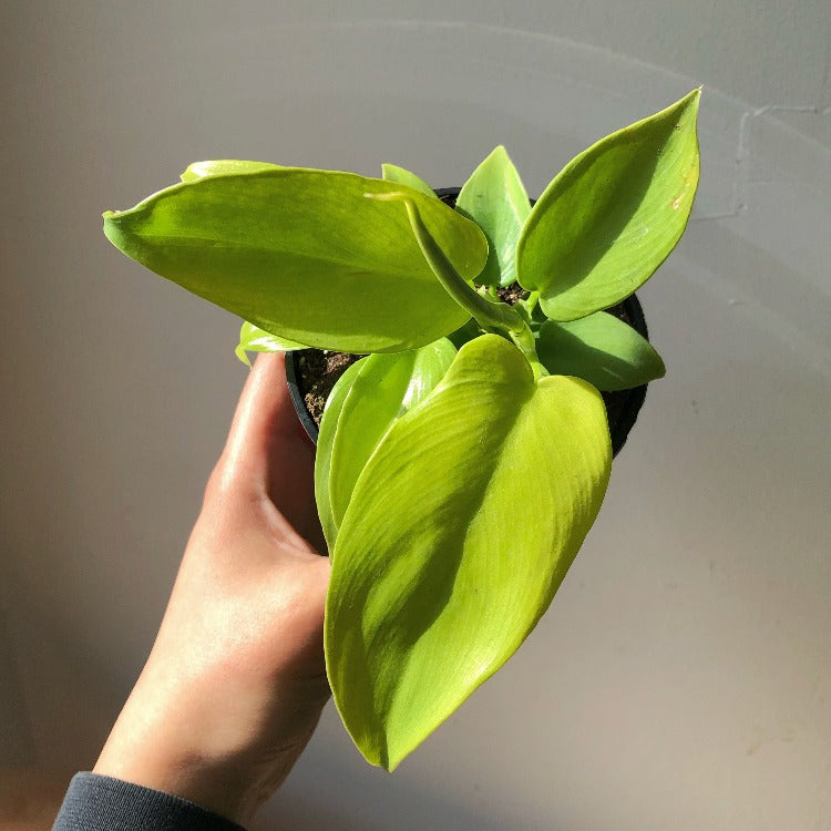 3.5" Philodendron bipennifolium 'Golden Violin'