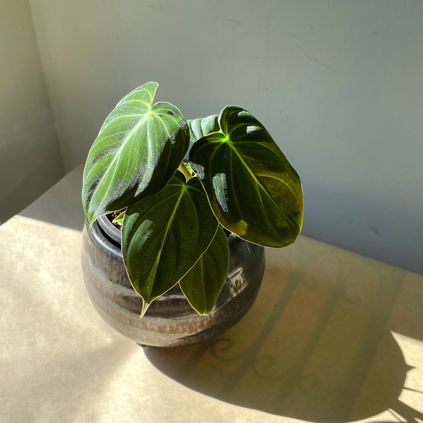 3.5" Philodendron melanochrysum