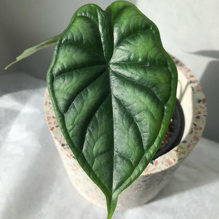 3.5" Alocasia 'Dragon Scale'