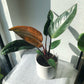 3.5"/6" Philodendron 'Rojo Congo'