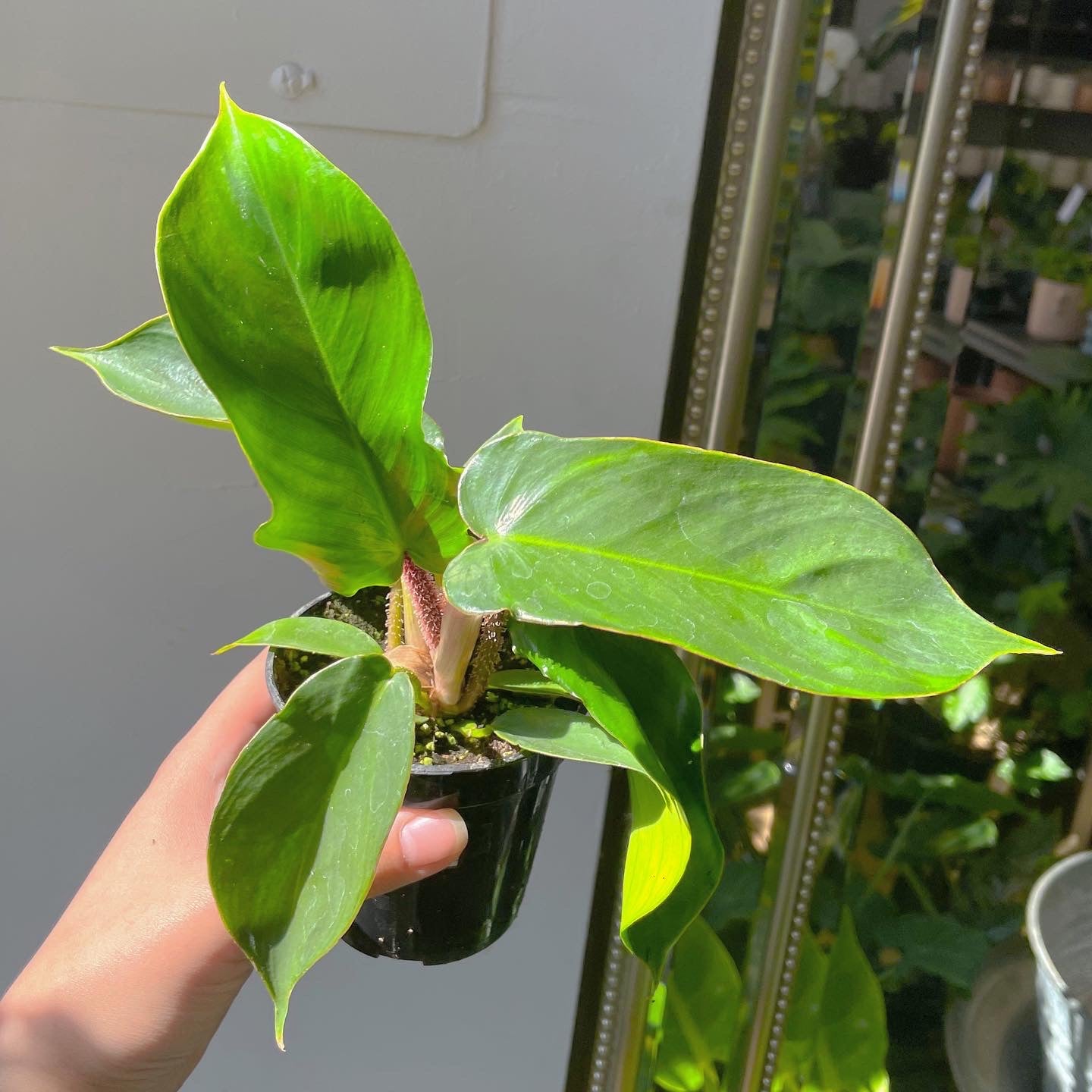 3.5" Philodendron squamiferum