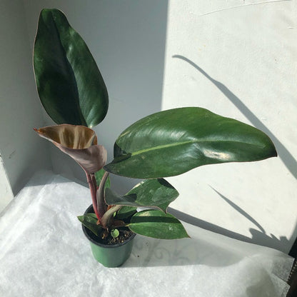 3.5"/6" Philodendron 'Rojo Congo'