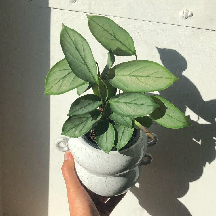 3.5" Ctenanthe Setosa 'Grey Star'