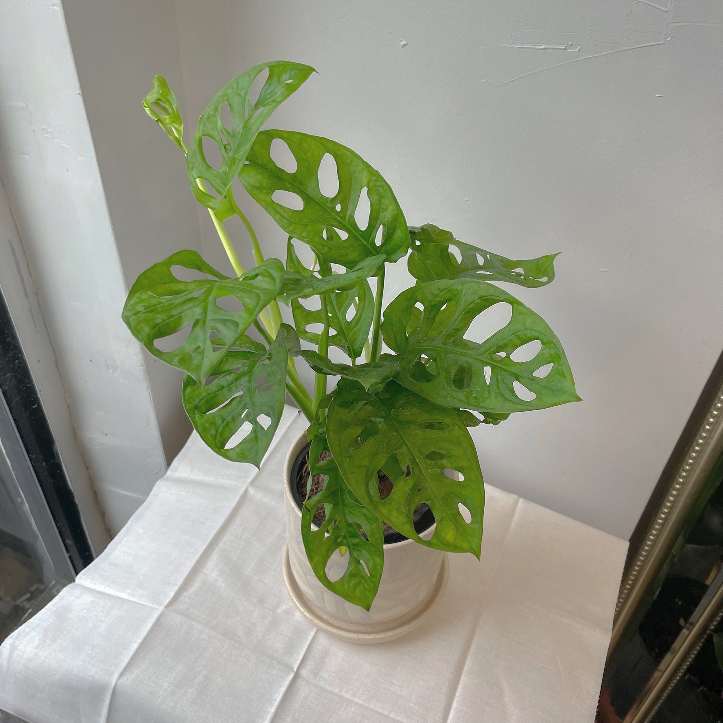 3.5"/5” Monstera adansonii (Swiss cheese vine)