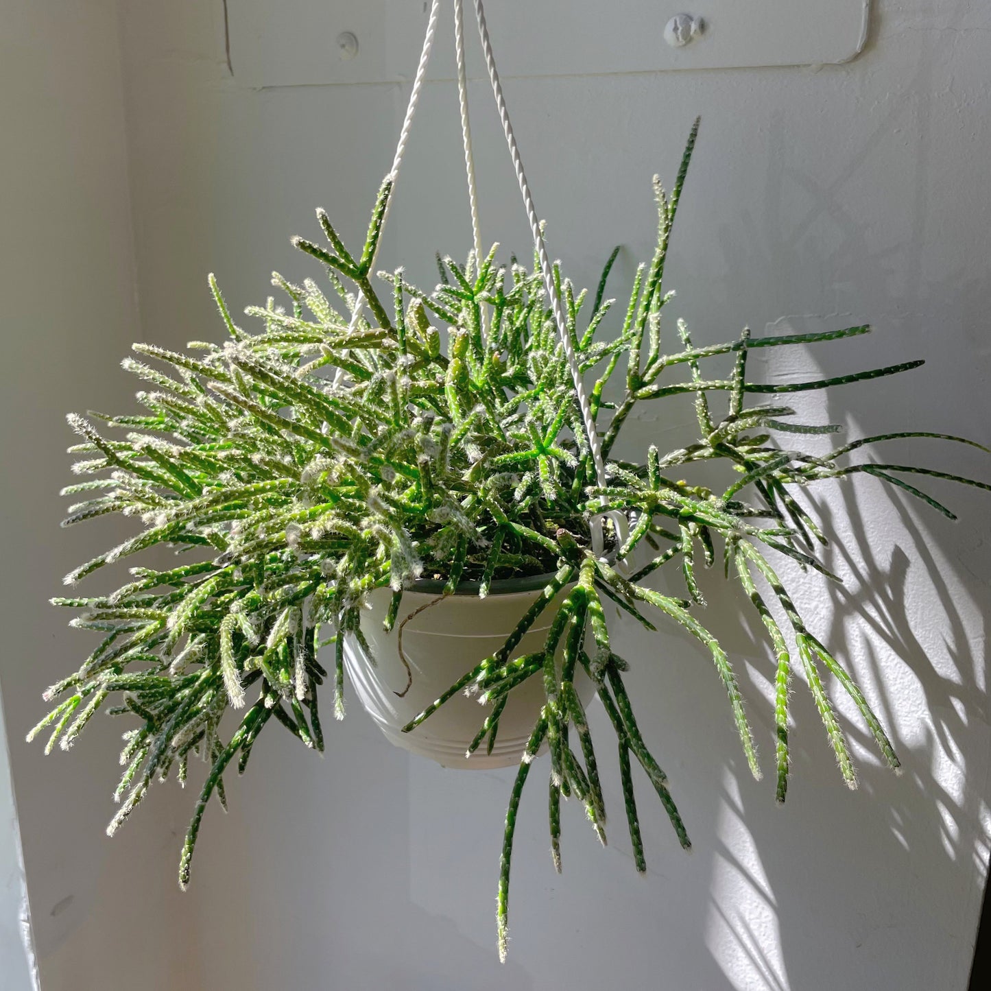 6" Rhipsalis hanging basket