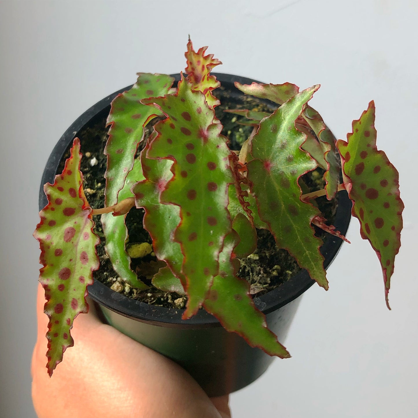 3.5" Begonia amphioxus