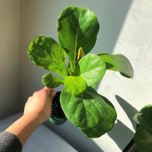 3.5"/6” Fiddle Leaf Fig - Ficus Lyrata