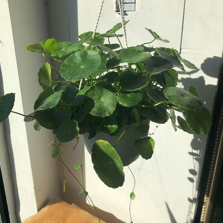 6" Marsh Pennywort Hanging Basket