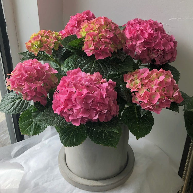 Potted Hydrangea