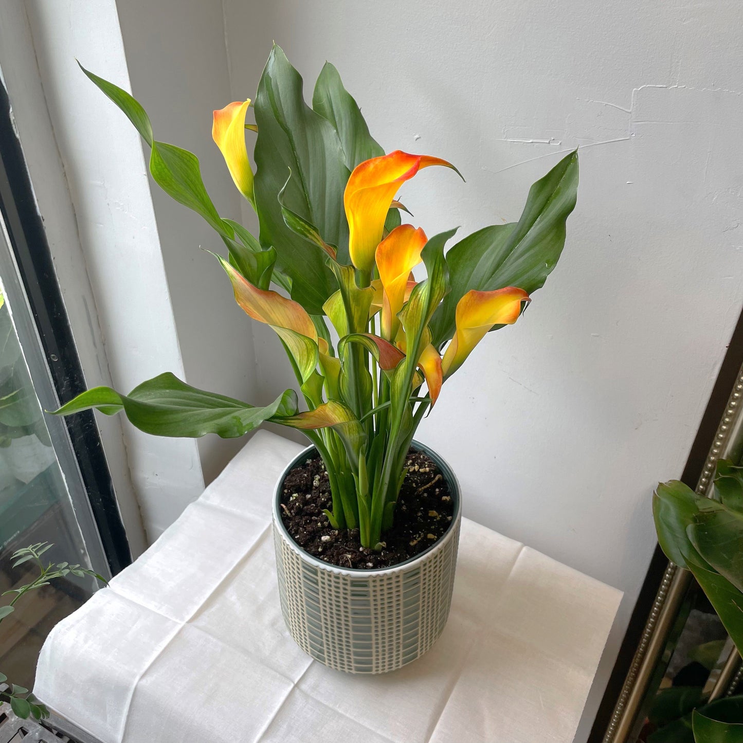 6" Calla Lily