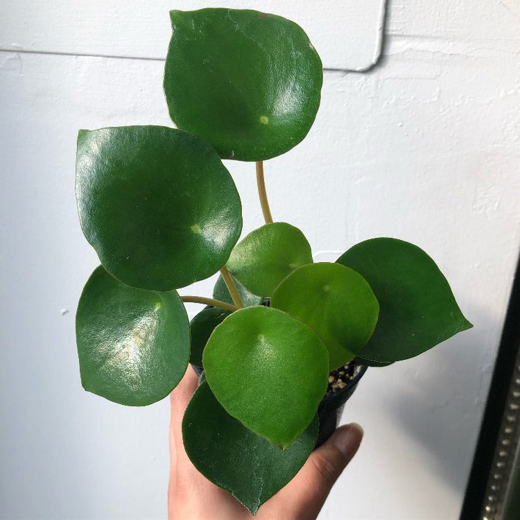 3.5" Raindrop Peperomia