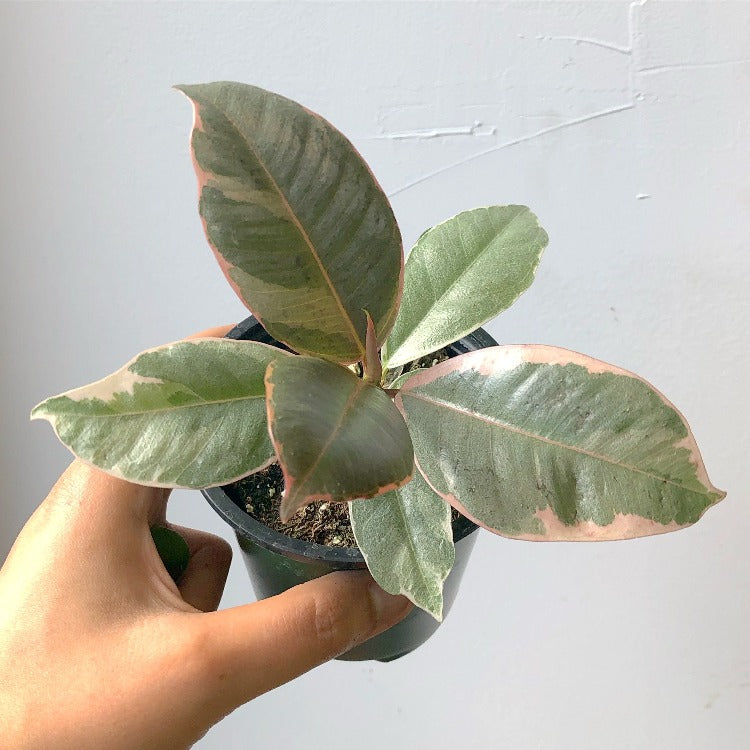 3.5"/6”/10” Variegated Rubber Plant (Ficus Elastica ‘Tineke')
