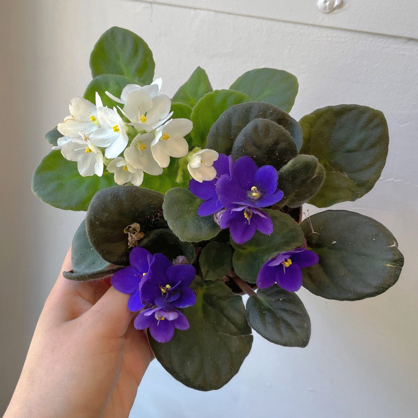 5" African Violet