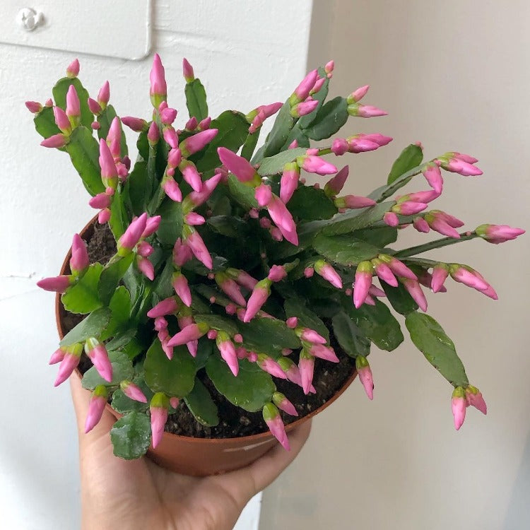 6" Spring Cactus