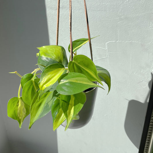 3.5”/4”/6”/8” Philodendron hederaceum 'Brasil'