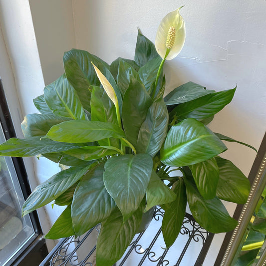 6" Peace Lily (Spathiphyllum)