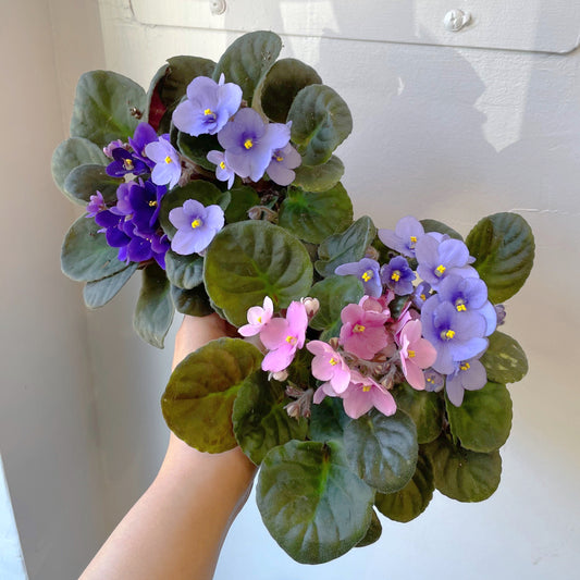 5" African Violet