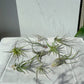 Air Plants (Tillandsia)