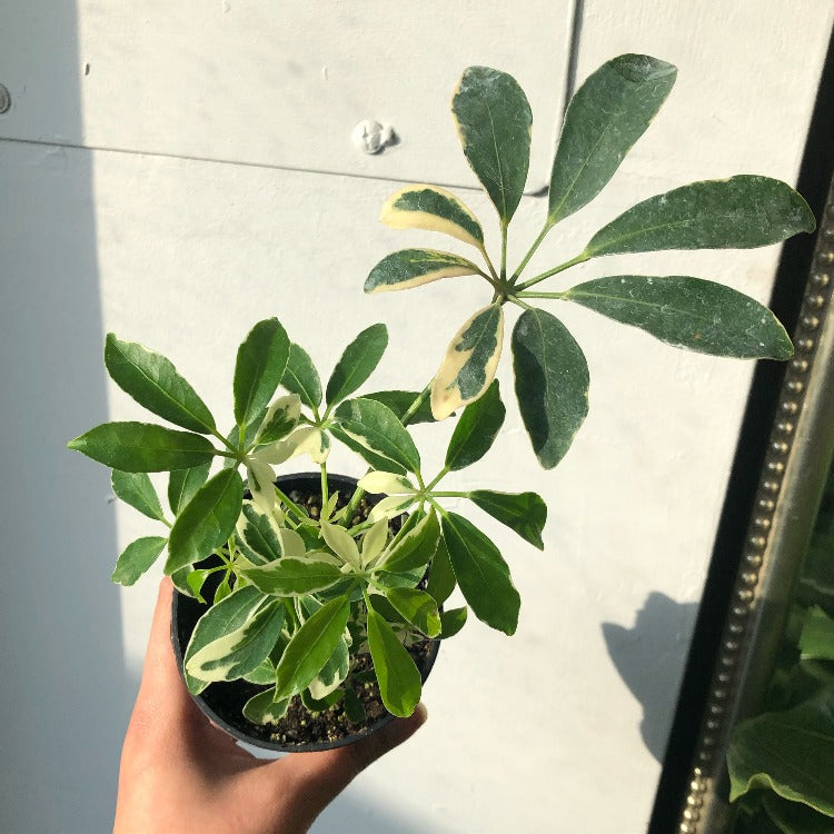 3.5" Variegated Umbrella Plant