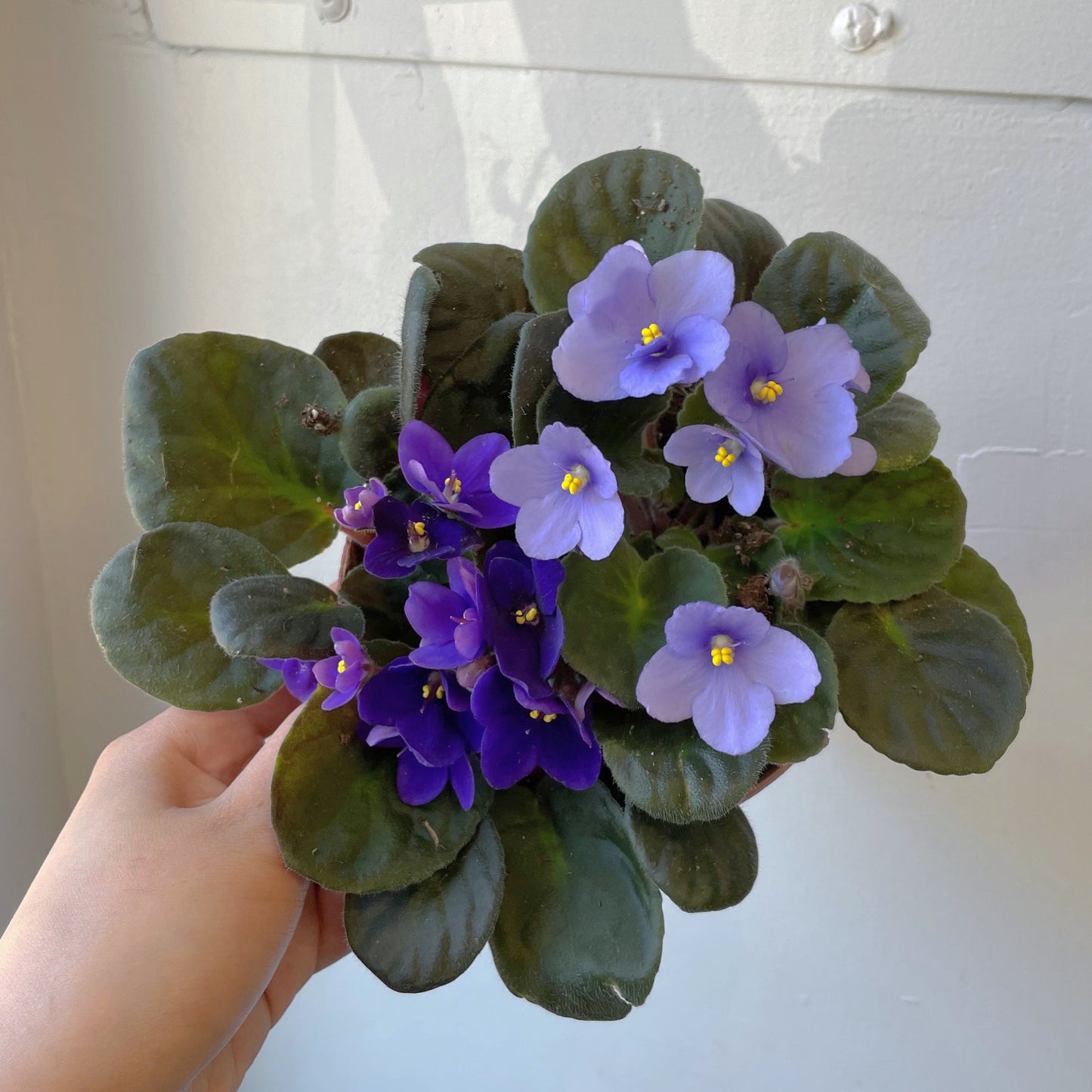 5" African Violet