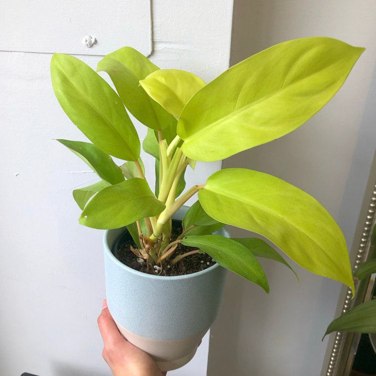 Philodendron 'Lemon Lime' - neon green houseplant with elongated leaves. Pale blue pot with cream base. Toronto delivery available.