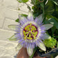 5" Passionflower