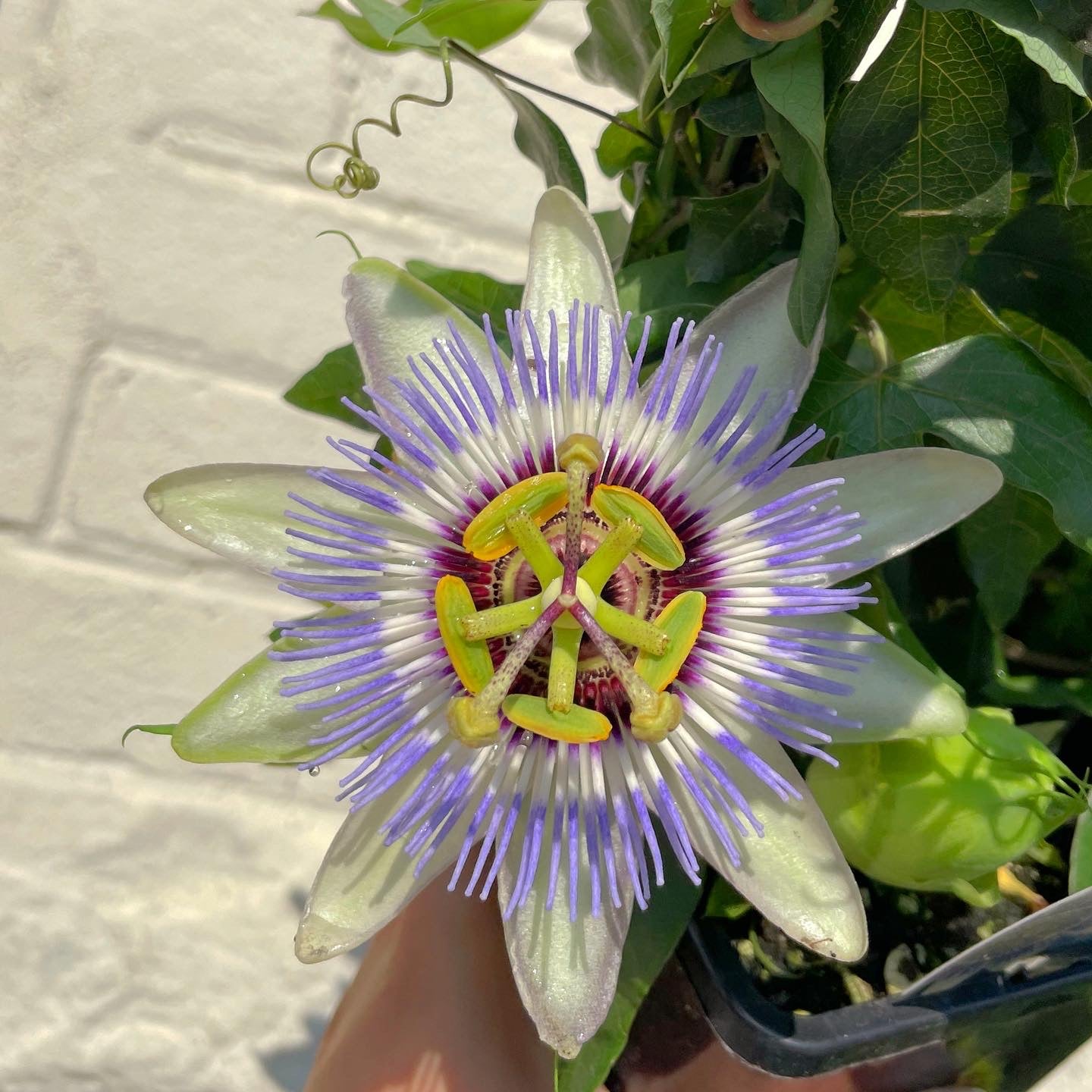 5" Passionflower