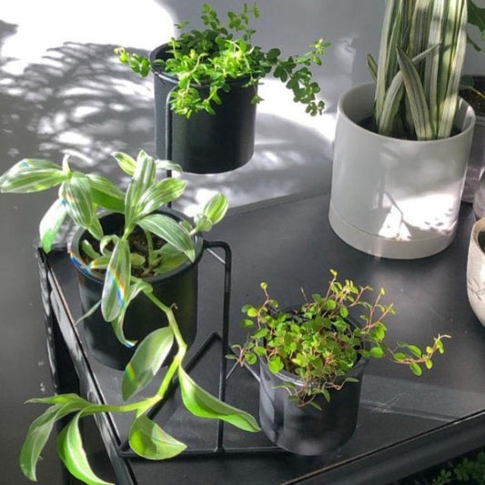 Small Trio Plant Stand