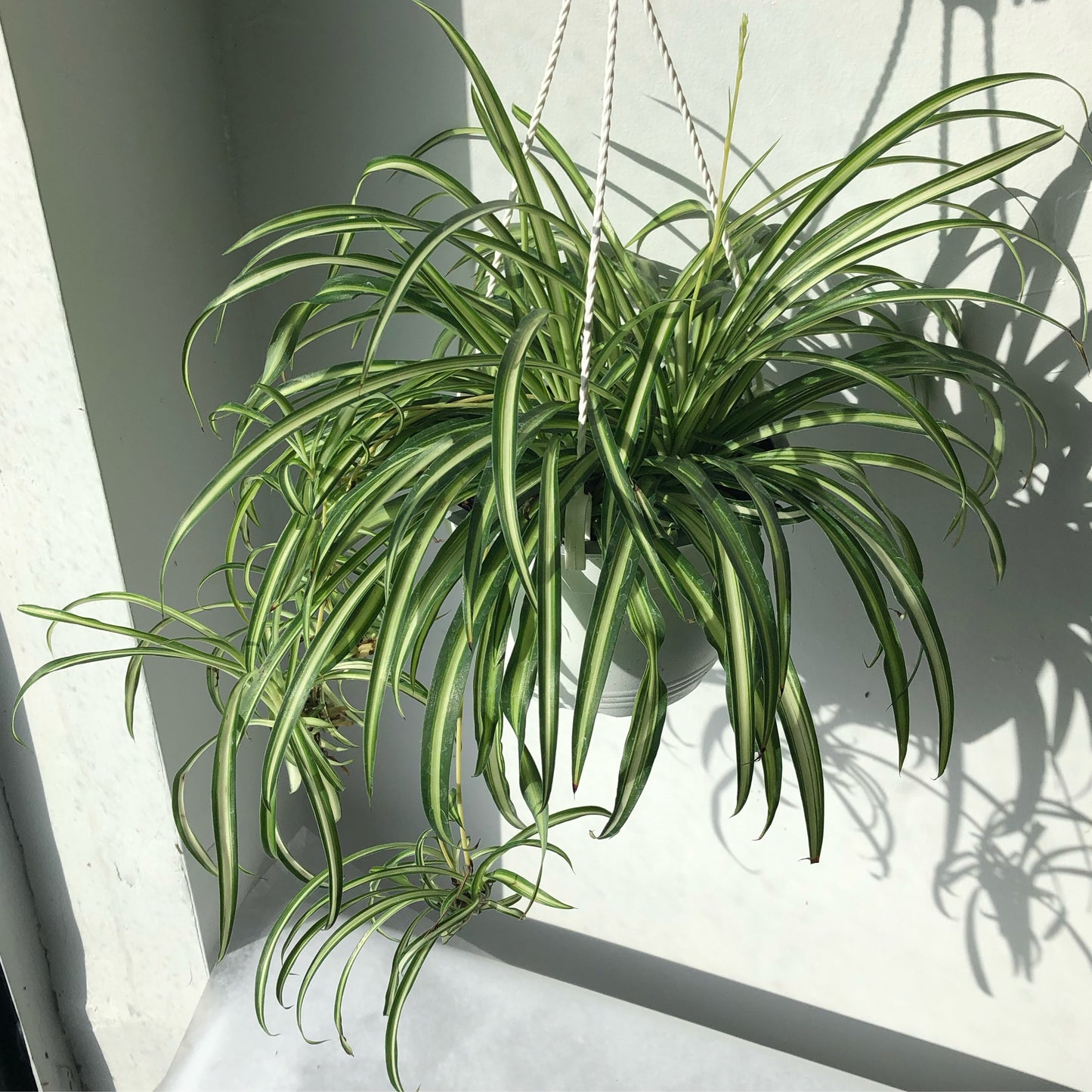6" Spider Plant Hanging Basket