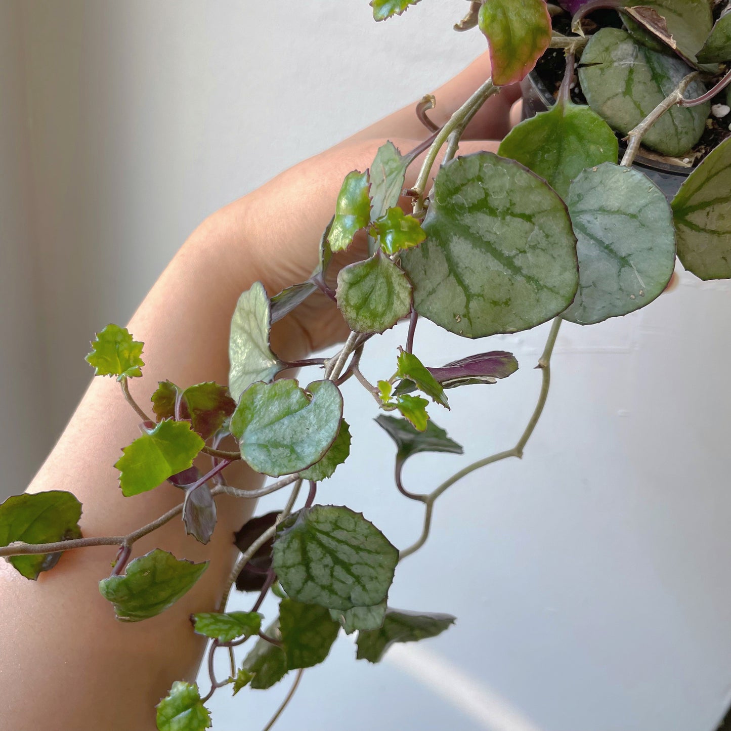 3.5" German Ivy/Cape Ivy (Delairea odorata)
