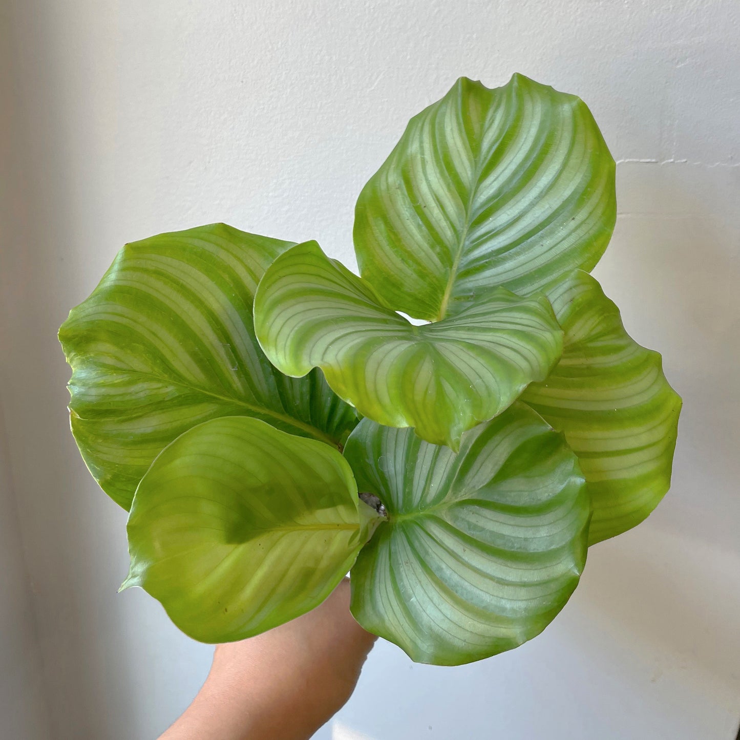 3.5" Calathea Orbifolia