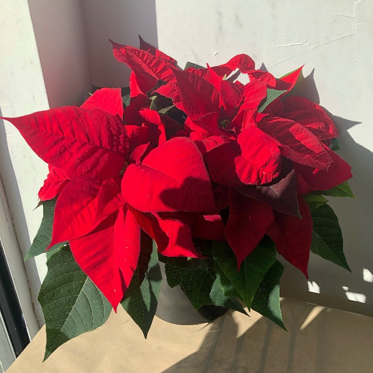 4"/6" Poinsettia