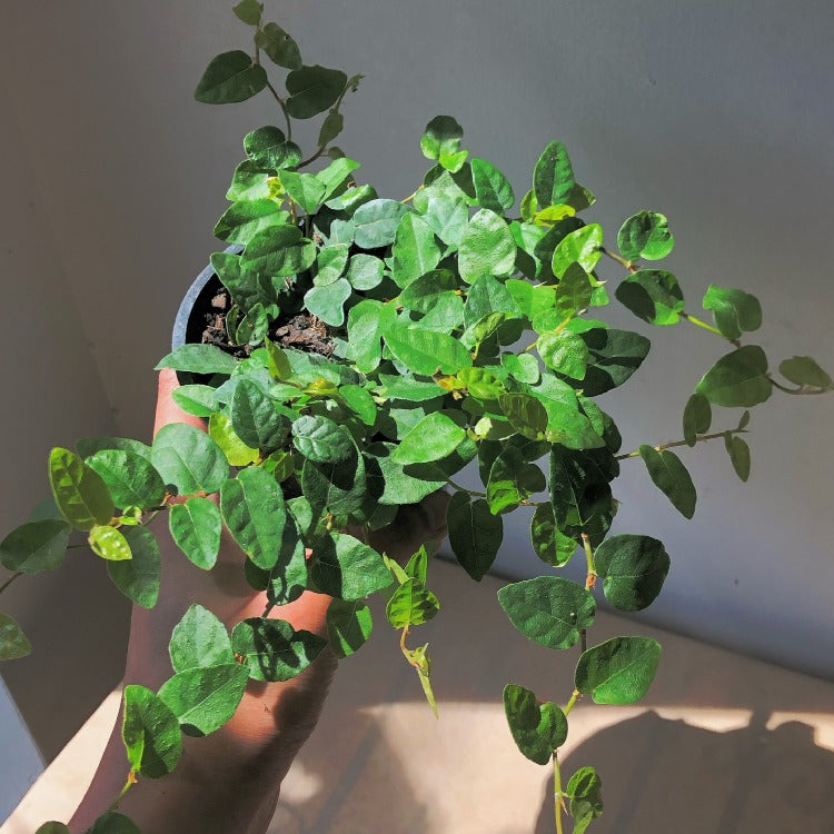 3.5" Creeping Fig