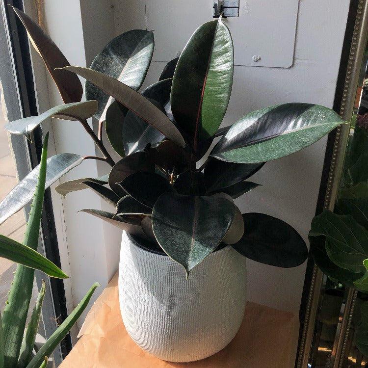 8" Ficus Elastica 'Burgundy' - Rubber Plant