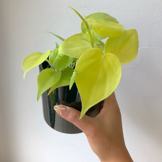 3.5”/6” Neon Philodendron Hederaceum (Heart-leaf philodendron)