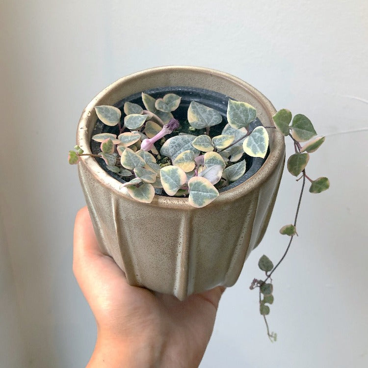 3.5"/6” Variegated String of Hearts