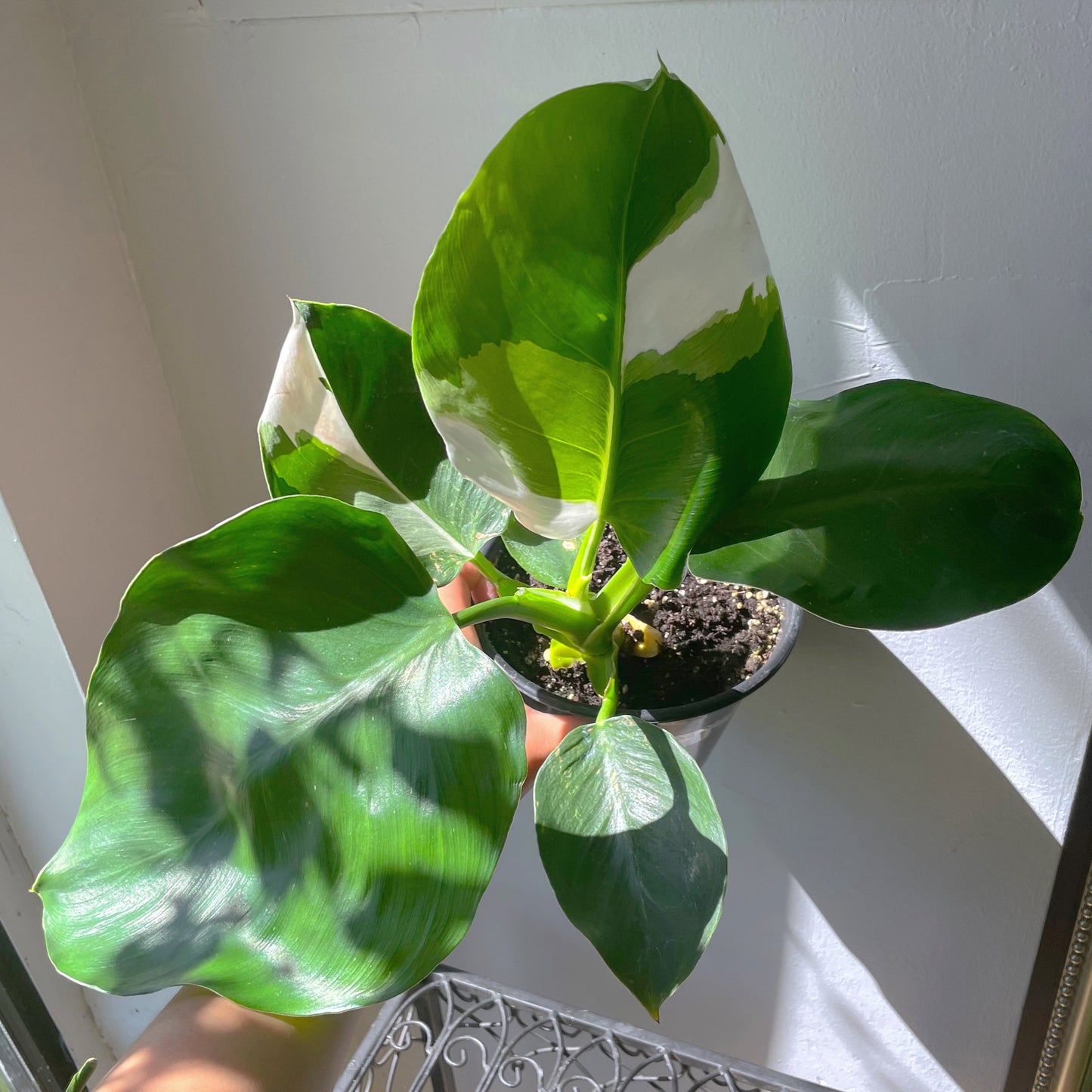 4"/6" Philodendron 'White Wizard'