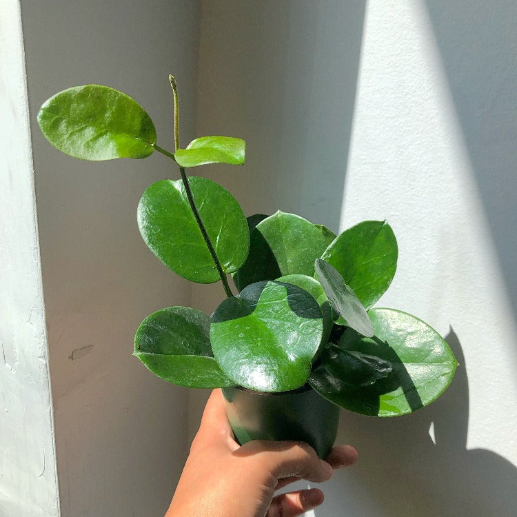 3.5" Hoya Australis