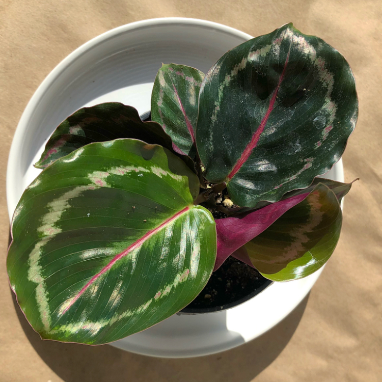 An array of gorgeous calatheas and ctenanthes. Part of the Marantaceae (prayer plant) family, these plants have striking leaves, often with bold patterns and maroon undersides.  Ctenanthe burle-marxii Calathea roseopicta 'Dottie' Calathea roseopicta 'Green Goddess' Calathea rufibarba Calathea concinna 'Freddie'